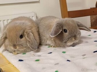 ★Poslední 2 volní Samečci Anglický Zakrslý Beránek MiniLop★