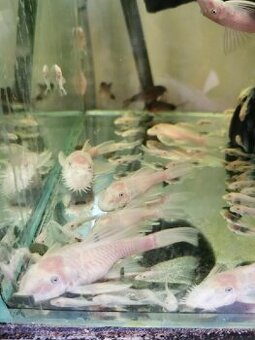 Ancistrus snow white - 1