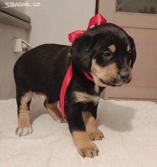 Štěňata do dobrých rukou