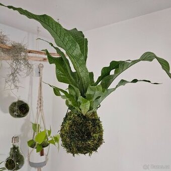 Kokedama s kapradinou