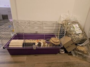 Morče 3 roky + velká klec, veškeré vybavení