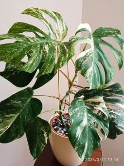 Monstera Albo variegata