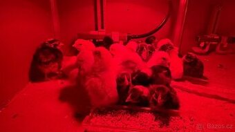 Kuřata Kalimero - selské kuře Kalimero - Giron