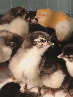 Kuřátka Australky velké a Hempšírky