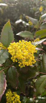 Sazenice keře MAHÓNIE - - viz text a fota