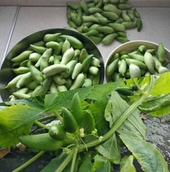 Semena ačokči - ačokča paprikookurka