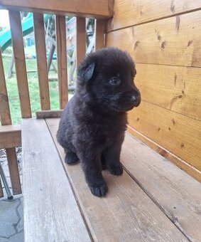 Německý ovčák bez PP