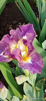 5 různých kosatečků ze skup. "C" - - viz text a fota