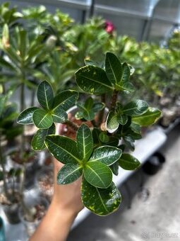 Adenium arabicum
