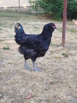 Ameraucana