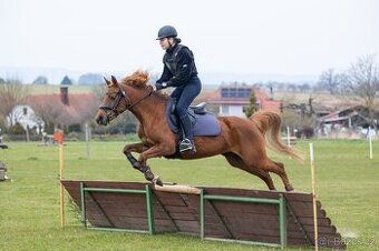 Prodám klisnu pony B