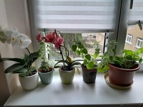 Prodám 29 pokojových rostlin různých druhů a velikostí