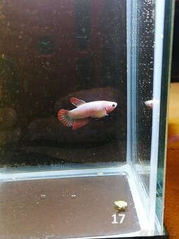 Betta Splendens - Betta bojovnice (Samec 17)