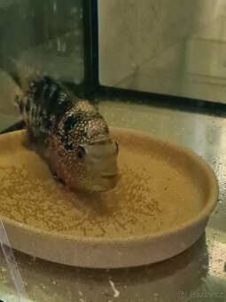 Flowerhorn - 1