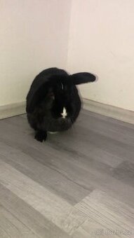 Králík