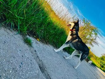 Fenka Huskyho