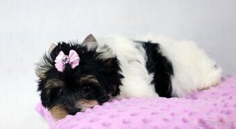 biewer yorkshire terrier s PP