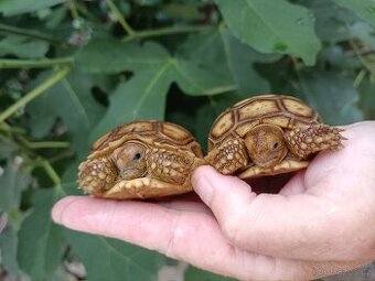 Želva ostruhatá/Geochelone Sulcata, mláďata - 1