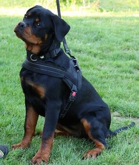 Rotvajler štěně s PP, Rottweiler štěně s PP