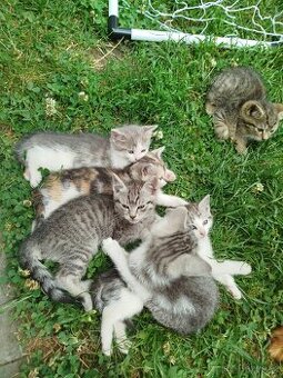 Kocourci