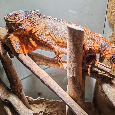 Leguán - červené zbarvení (Iguana Iguana red)