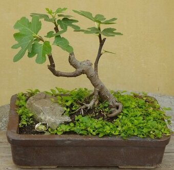 Ficus carica -fíkovník 25 let