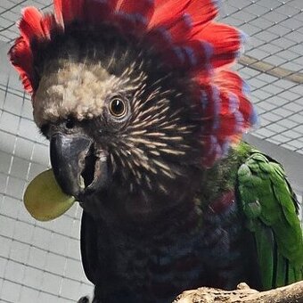 Papoušek vějířový