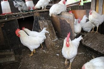 Kohouti leghorn + ayam cemani