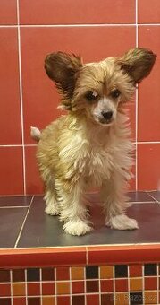 Roztomilí chlupáčci