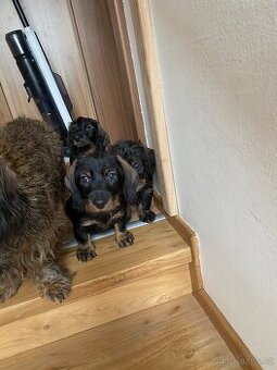 Štěně jezevčík drsnosrstý bez PP