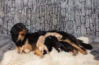 Nabídka hovawartích štěňat s PP - štěňata