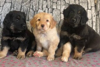 Nabídka hovawartích štěňat s PP - štěňata