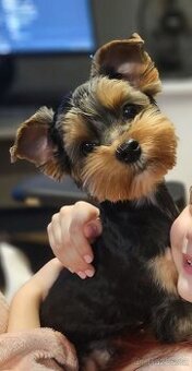 Jorkšírský teriér