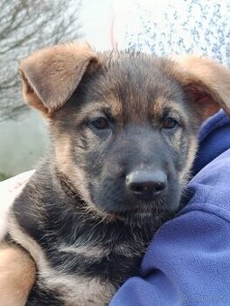 Prodám štěňata německého ovčáka