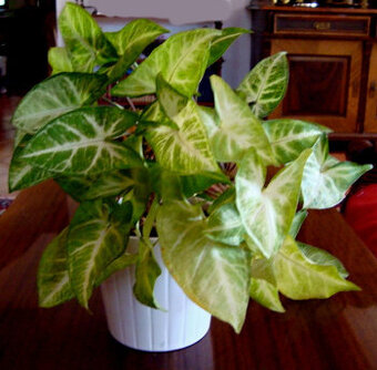 Pokojové rostliny ŠPLHAVICE, POTOS