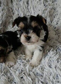 Biewer yorkshire  jorkshire terier šteniatka