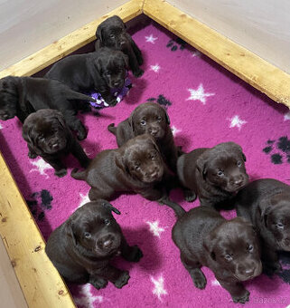 Labradorský retrivr