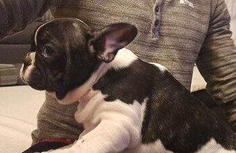 Francouzský buldoček