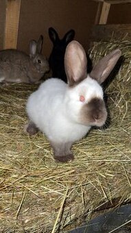 Prodám králíky