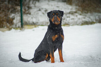 Muzzle – rozvážný chytrolín - rotvajler k adopci