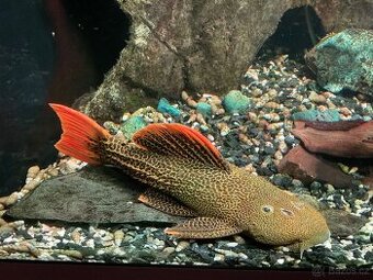 Krunýřovec Leopardí L114 25cm Top barva - Pseudacanthicus l.