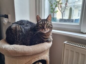 Hledáme nový domov pro kocoura