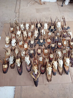 Jelení a srnčí trofeje