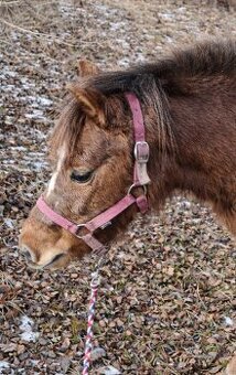Docházka k poničce