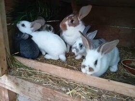 Prodám odstavené králíky