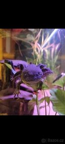 Axolotli + akvárium - 1