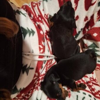 Prodám trpasličí pinč krysařík ratlík Zwergpinscher.