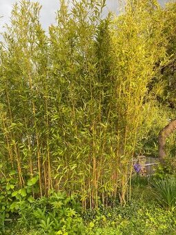 Prodám bambus Phyllostachys aureosulcata
