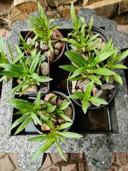 Kejklířka fialová (Mimulus ringens)