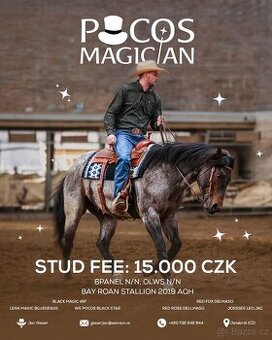 Připouštění charakterním Quarter horse